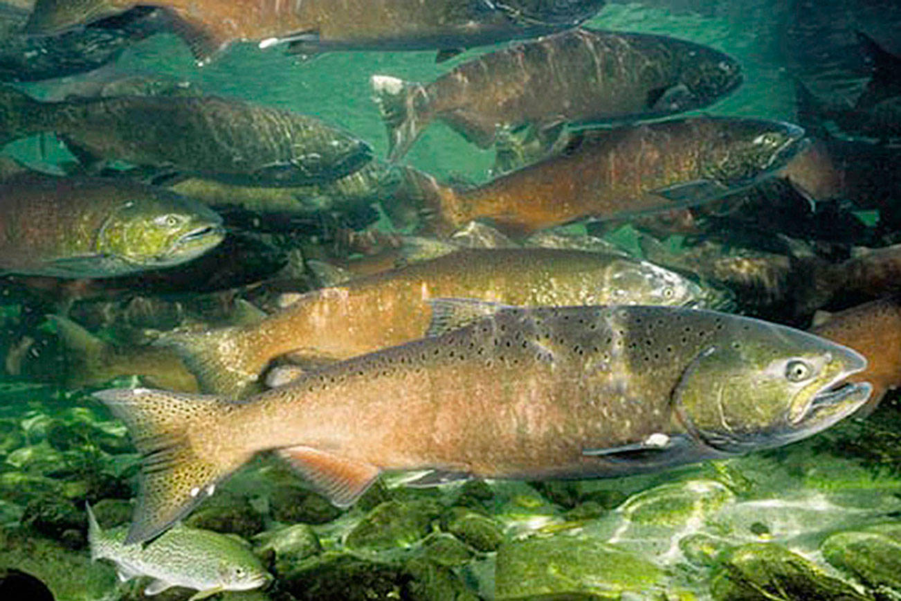 OUTDOORS: Salmon season proposals released