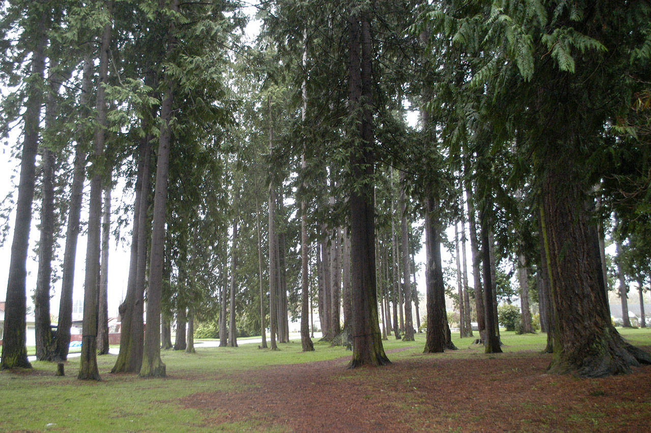 The tree-lined path at Jesse Webster park is shown Saturday. Port Angeles officials hope to reinstate the city in the Tree City USA program. (Rob Ollikainen/Peninsula Daily News)