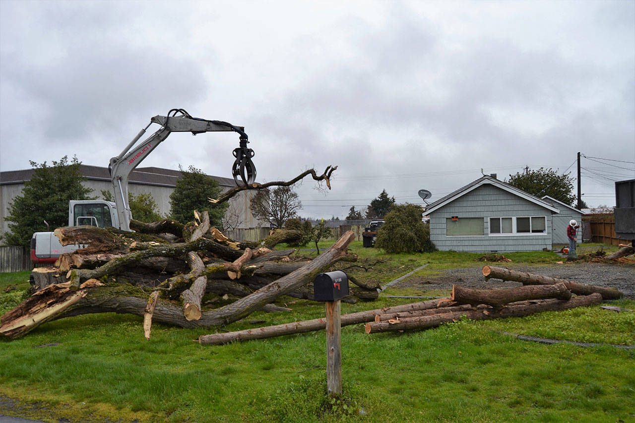 Last week, Blue Mountain Tree Service, Inc. of Sequim removed trees for more parking at the Sequim Food Bank’s new property at 154 W. Alder St. It sits next door to the existing food bank at 144 W. Alder St. (Matthew Nash/Olympic Peninsula News Group)
