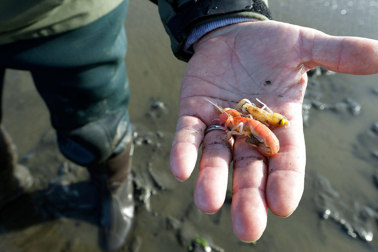 In this May 1, 2015, file photo, Eric Hall, a manager for Taylor Shellfish, displays a couple of burrowing shrimp he helped dig out of the mud below his feet at low tide in Willapa Bay near Tokeland. (Elaine Thompson/The Associated Press)