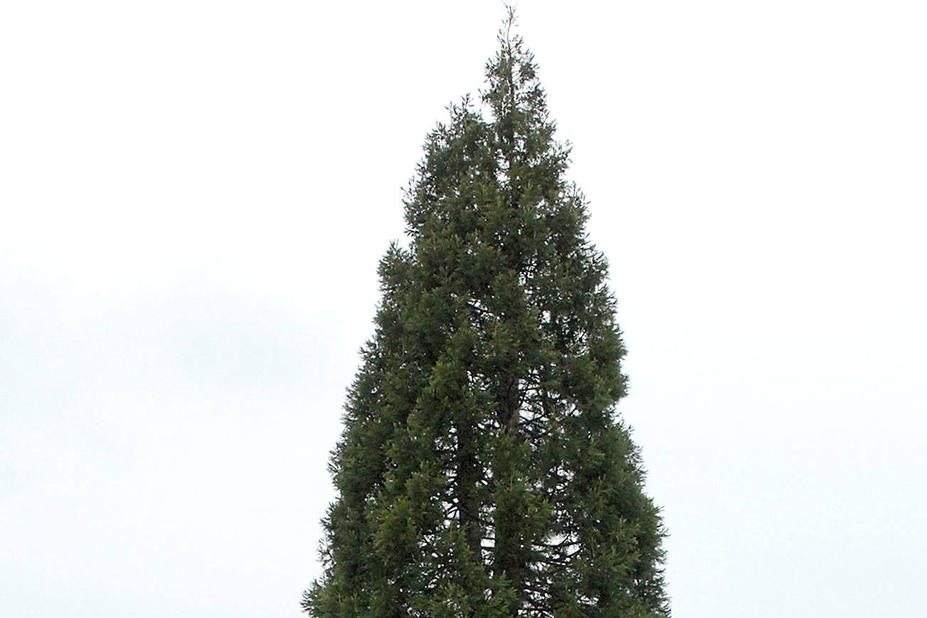 Port Angeles Sequoia 105-feet tall poses danger, should come down, arborist says