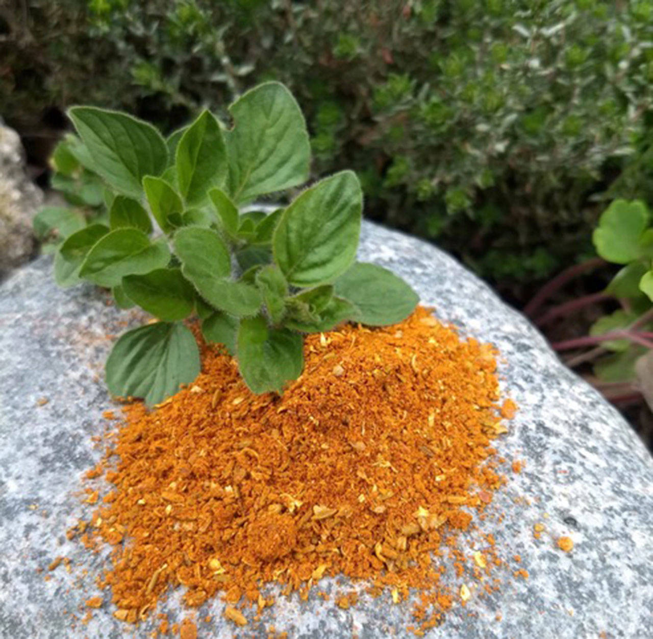 The Moroccan spice blend with oregano is ready to add more flavor to meals. (Betsy Wharton/for Peninsula Daily News)