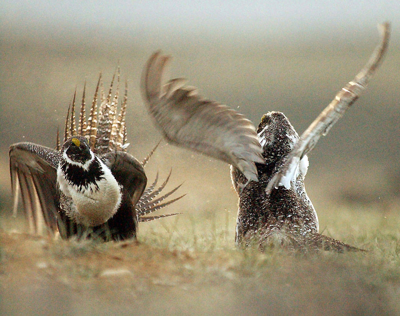 In this May 2008 file photo, male sage grouses fight for the attention of females southwest of Rawlins, Wyo. (Jerret Raffety/The Rawlins Daily Times via AP)