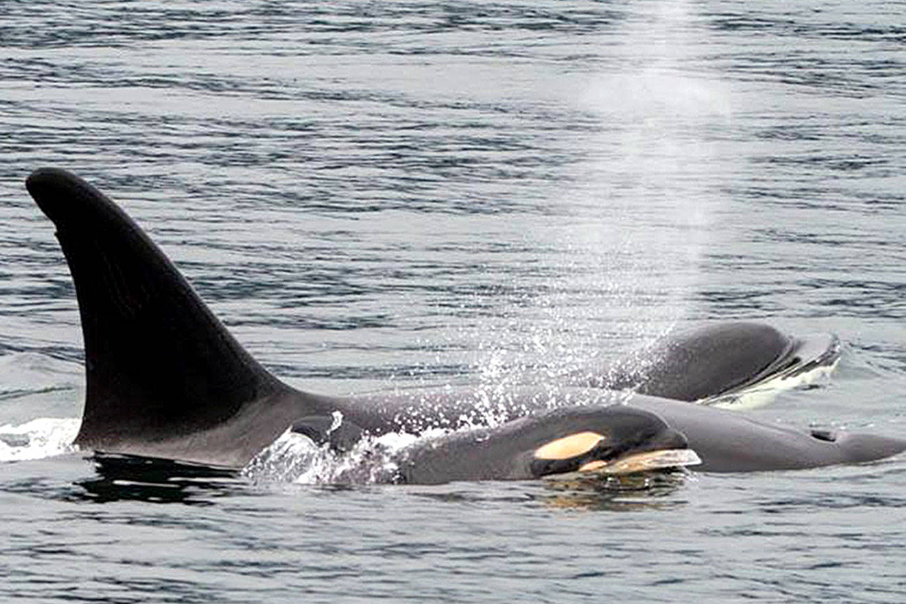 Transient pod in Hood Canal adds another member