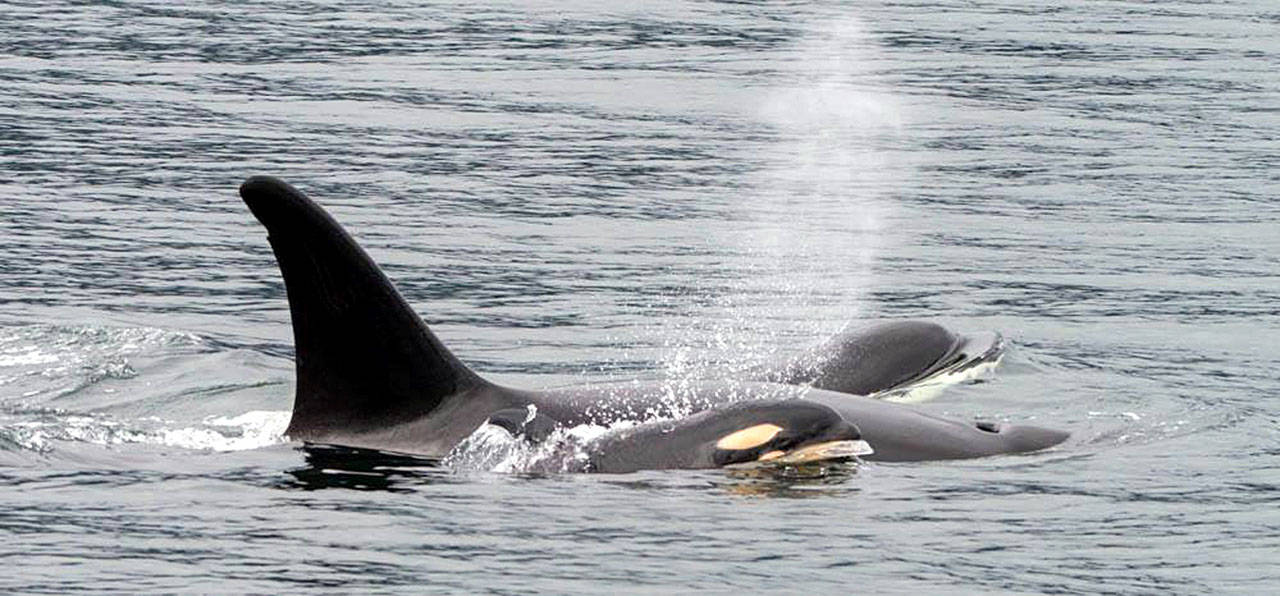 The newest member of Puget Sound’s transient pod of orcas was spotted Monday in the Hood Canal area by a Port Townsend-based Puget Sound Express whale-watching cruise. (Renee Beitzel/Puget Sound Express)