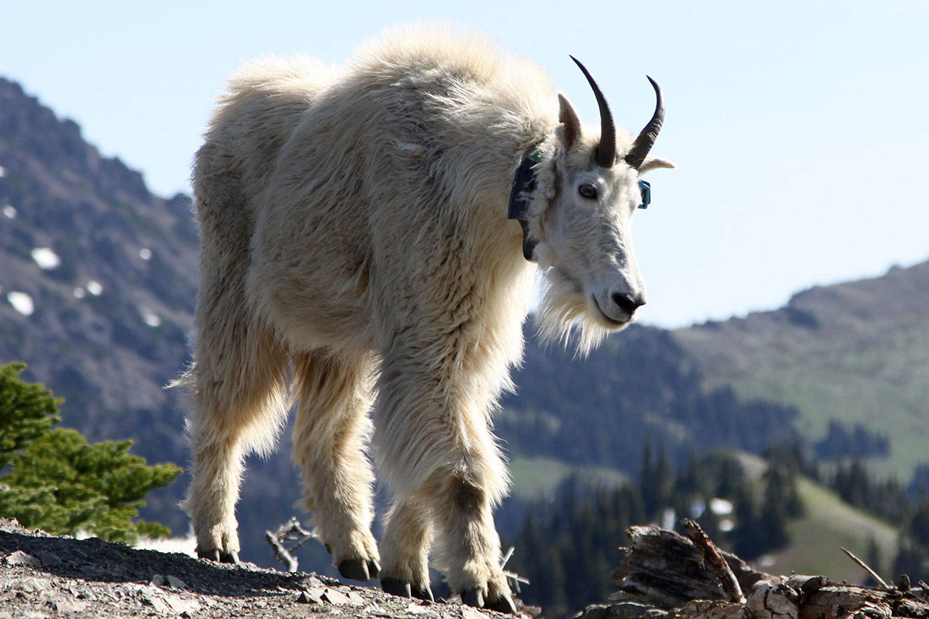 Park service releases final goat management plan for Olympic National Park