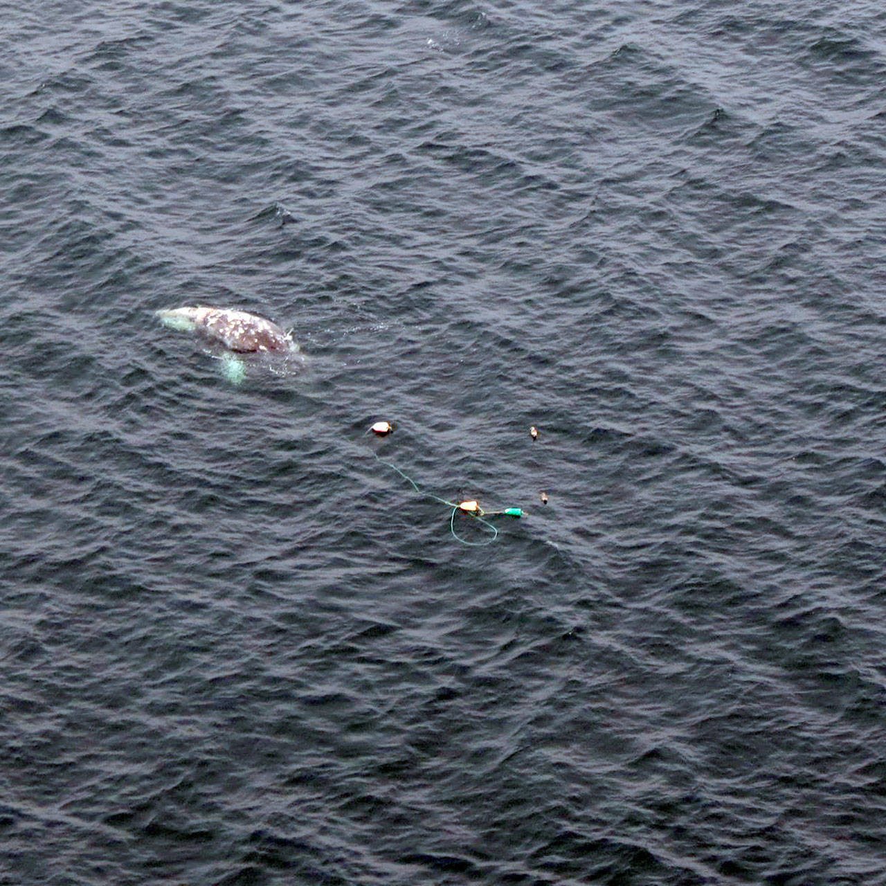 Authorities respond to entangled whale near La Push
