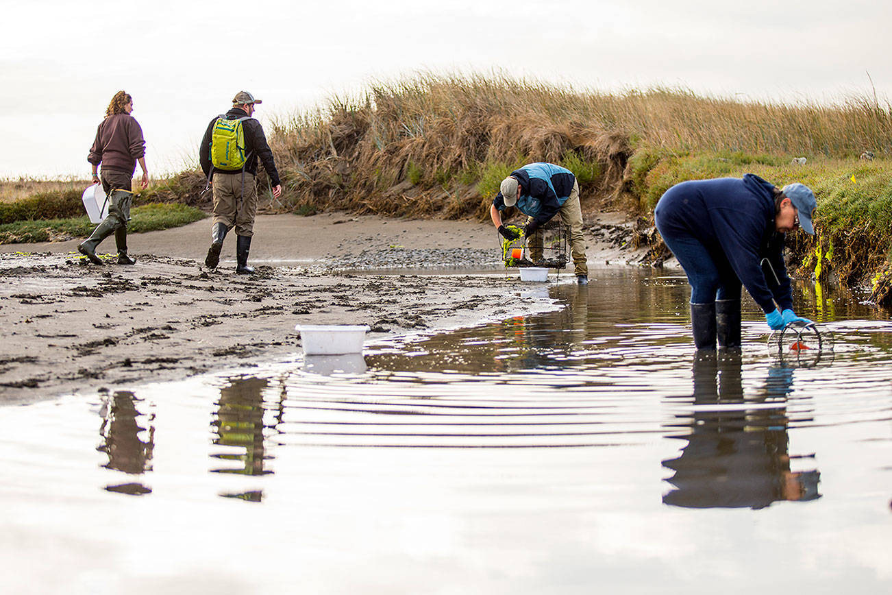 Hunt for invasive green crab catches 22 in Dungeness in first month