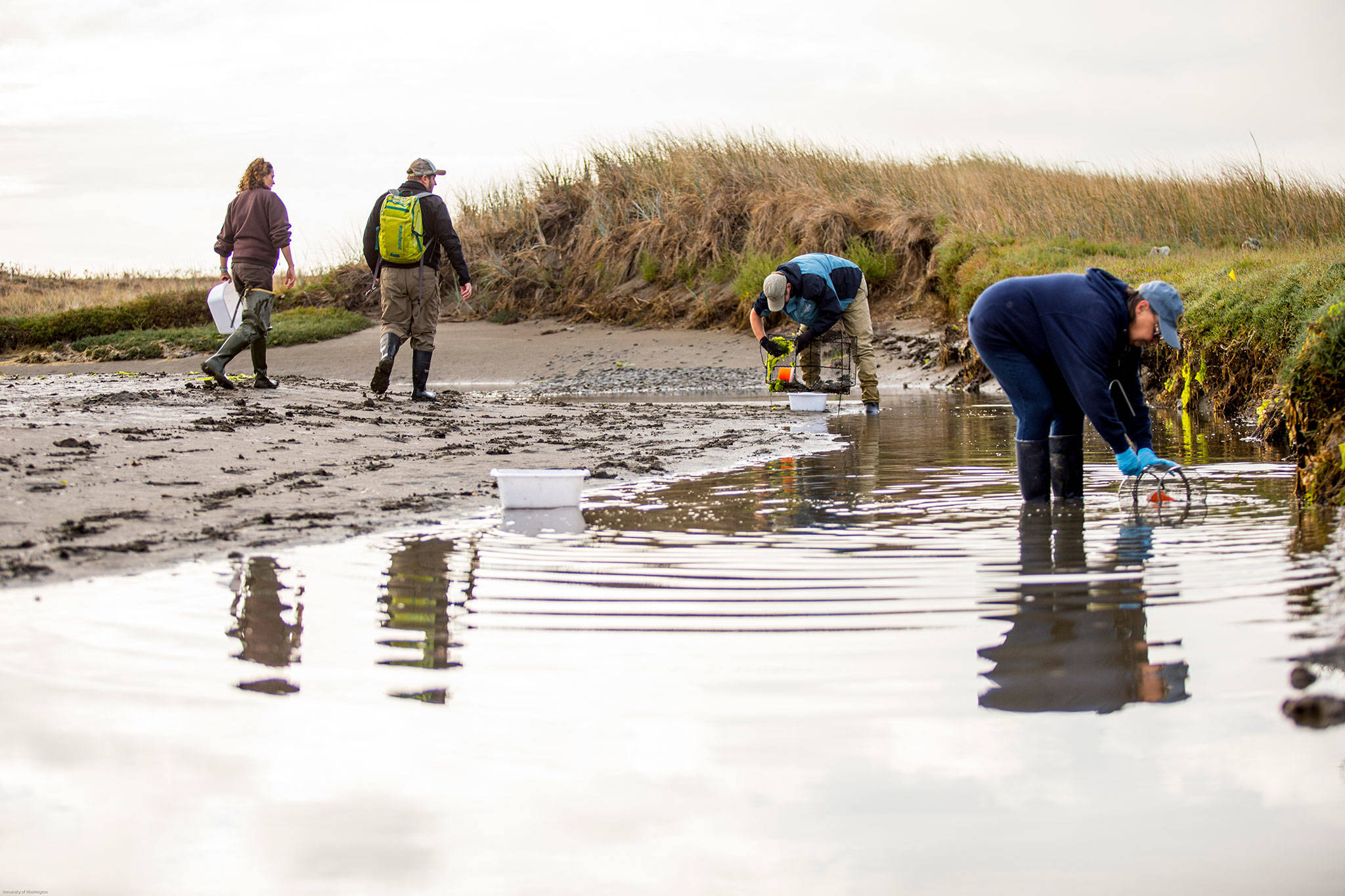 Resource managers began trapping weekly for European green crab on April 1 on Dungeness Spit. So far, they’ve caught 22 crabs and plan to continue trapping through October unless no more crabs are caught. (University of Washington)