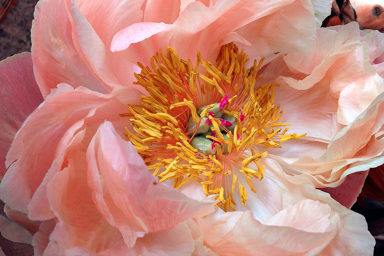 Peonies, Sequim garden focus of Saturday talk