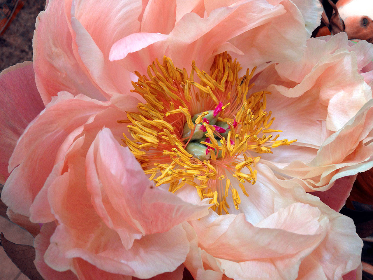 Learn about peony varieties and their care with Jean Pier at the Work to Learn Party in the Sequim Botanical Garden on Saturday. (Renne Emiko Brock)