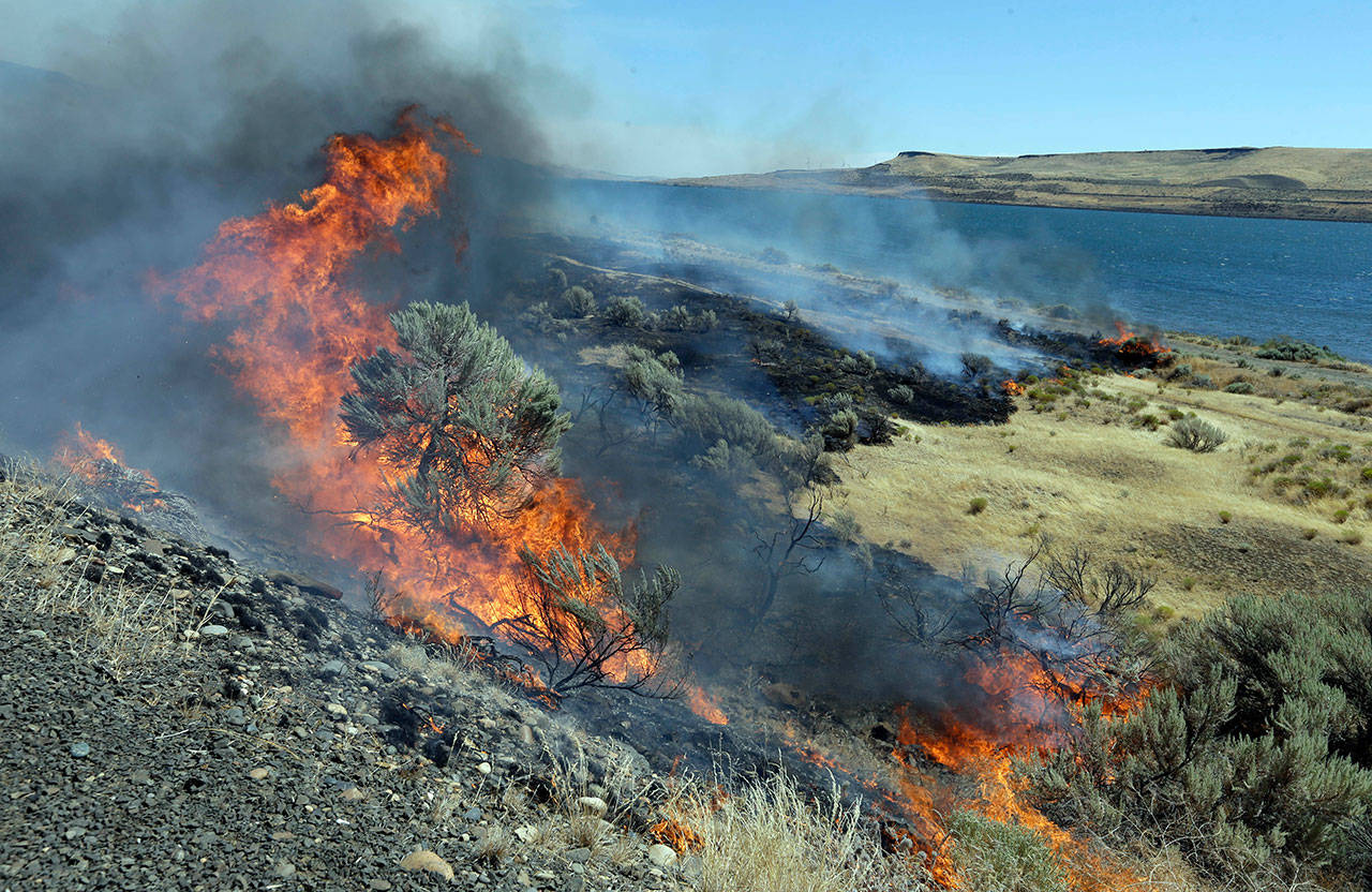 In this Aug. 5, 2015, file photo, wildfire consumes sagebrush as firefighters let it march down to the Columbia River in Roosevelt. (The Associated Press)