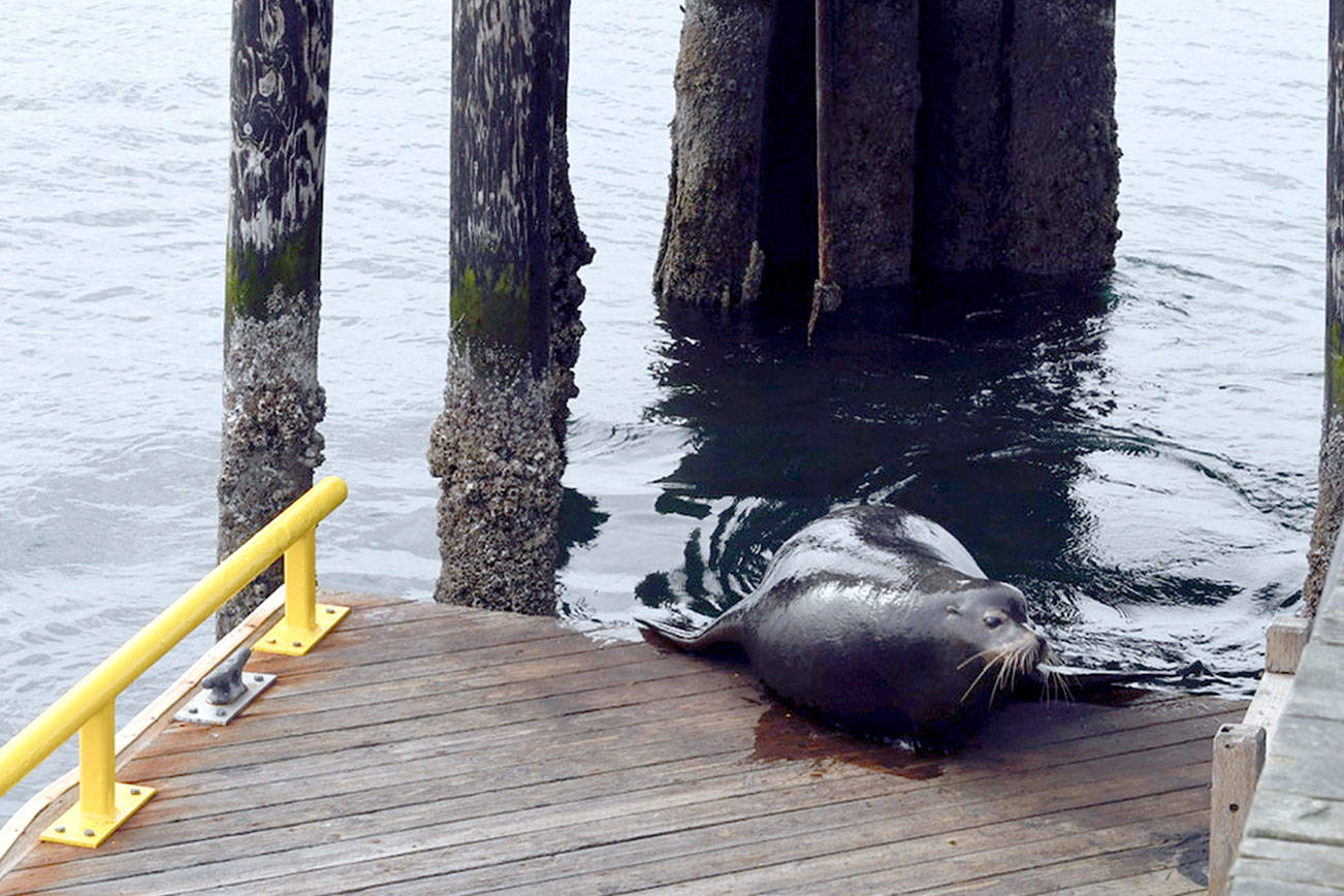 Sea lions take over Port Townsend city dock