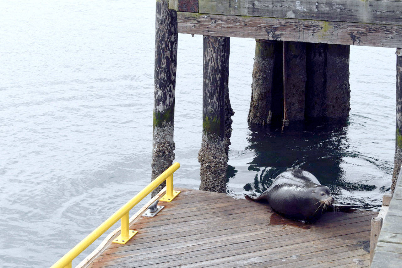 A California sea lion hangs out on City Dock in Port Townsend. The mammal and two of its friends have been seen over the past week. (Jeannie McMacken/ Peninsula Daily News)