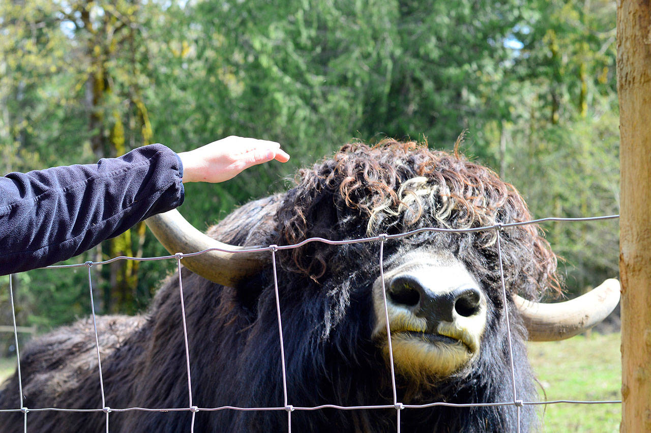 Rogue the bull allows some petting from Yaks in the Cradle farmer Patricia Young. (Diane Urbani de la Paz/for Peninsula Daily News)