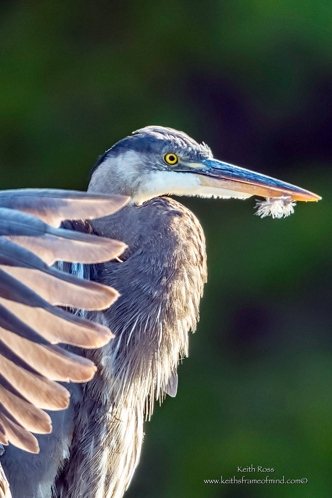 Harbor Art features the photography of Keith Ross this month including “Great Blue Heron — Portrait.”