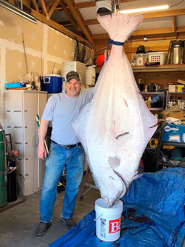 Whidbey Island angler Tom Hellinger landed this massive halibut somewhere in Marine Area 6 over Memorial Day weekend. Hellinger wasn’t able to weigh the fish, but its length suggests it weighed nearly 270 pounds.