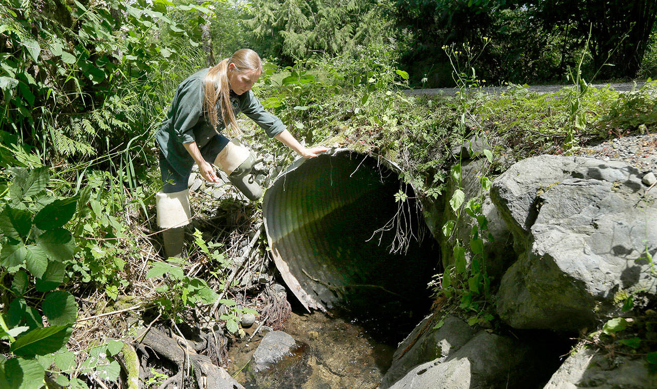 Melissa Erkel, a fish passage biologist with the Washington Department of Fish and Wildlife, looks at a culvert, a large pipe that allows streams to pass beneath roads but block migrating salmon, along the north fork of Newaukum Creek near Enumclaw. The Supreme Court is leaving in place a court order that forces Washington to restore salmon habitat by removing barriers that block fish migration. The justices divided 4-4 Monday in the long-running dispute that pits the state against Indian tribes and the federal government. (AP Photo/Ted S. Warren, file)