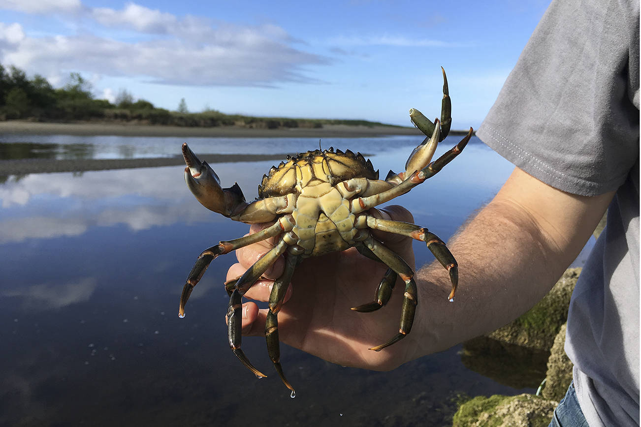Neah Bay European green crab total nearly 10 times more than Dungeness