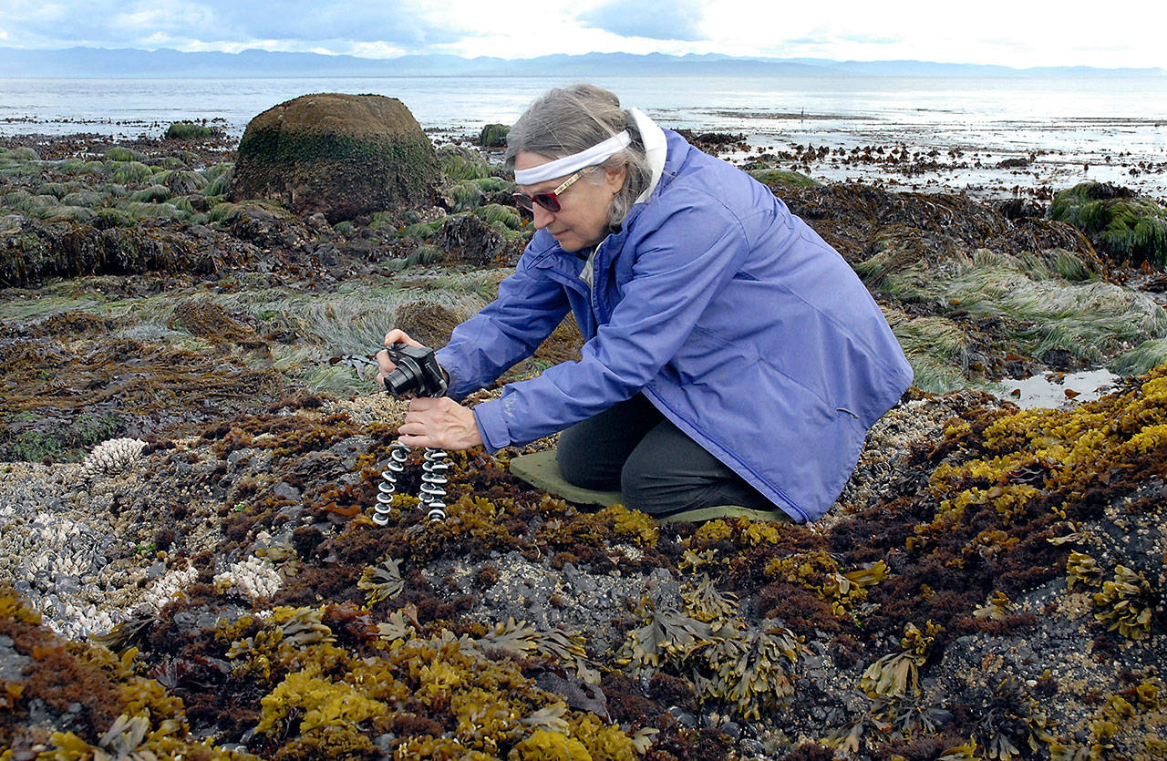 Claudia Meadows of Shoreline takes advantage of a minus 2.6 tide to photograph seaweed and mussels at Tongue Point at the Salt Creek Recreation Area north of Joyce during Friday’s lowest tide of the year. (Keith Thorpe/Peninsula Daily News)