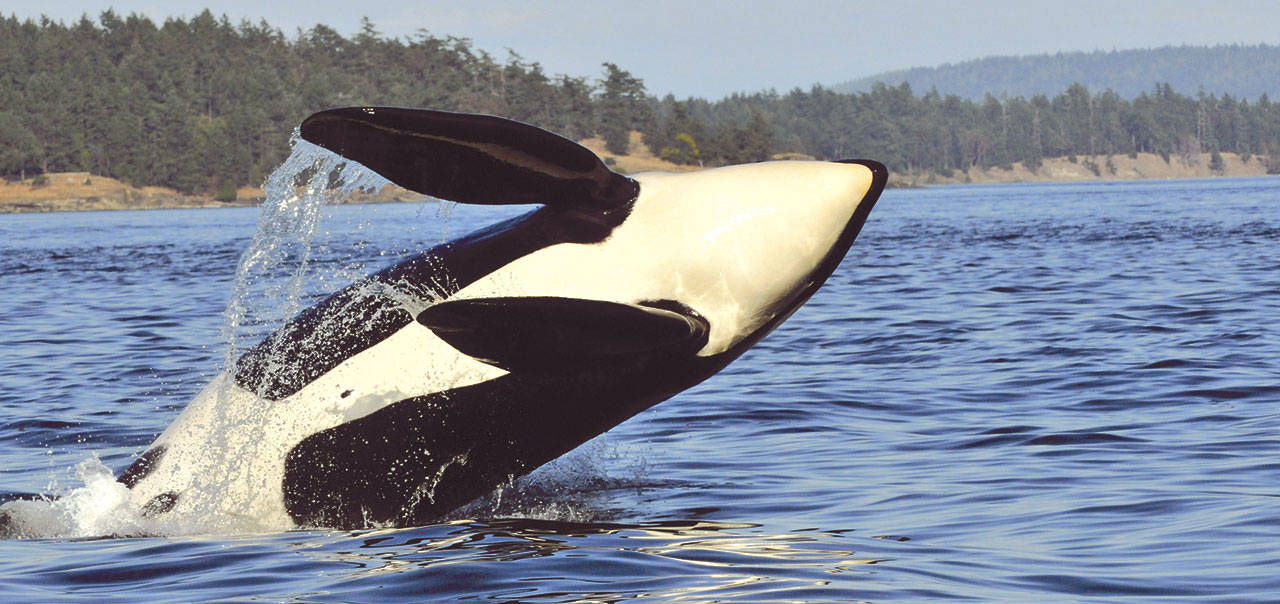 Orcas will be the focus from 9 a.m. to 5 p.m. Saturday at the Fort Worden beaches and Marine Science Center.