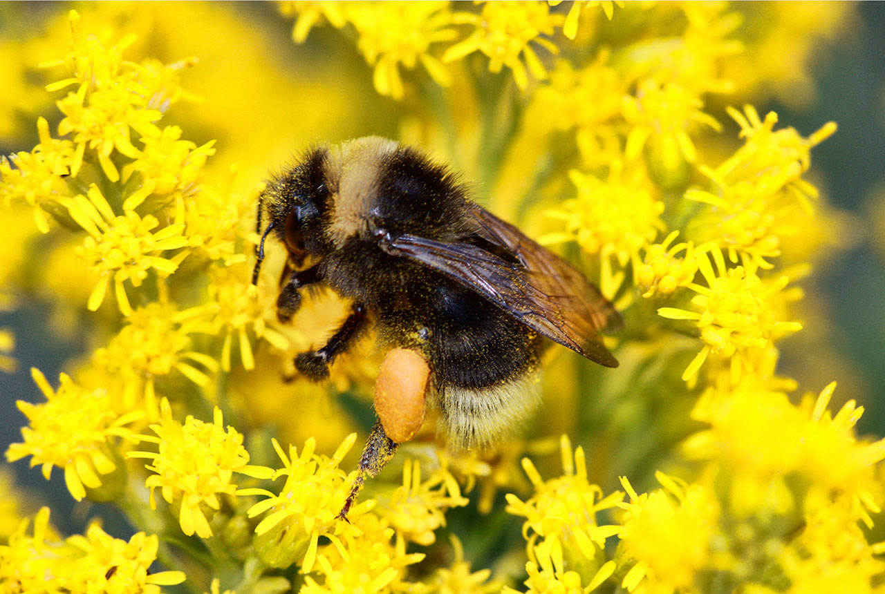 This undated photo provided by Rich Hatfield shows a western bumble bee (Bombus occidentalis) on Canada goldenrod. (Rich Hatfield/The Xerces Society via AP)