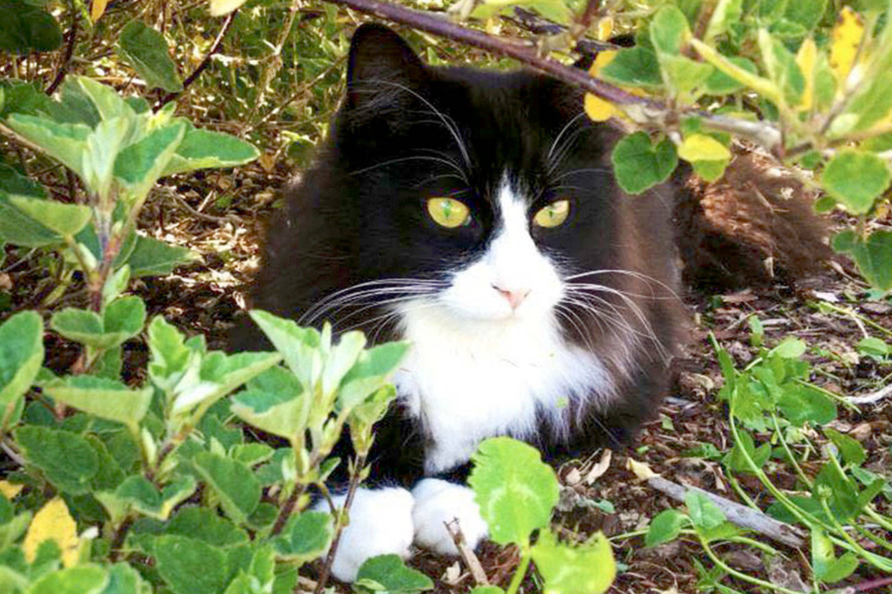 Port Angeles police investigate cat killing