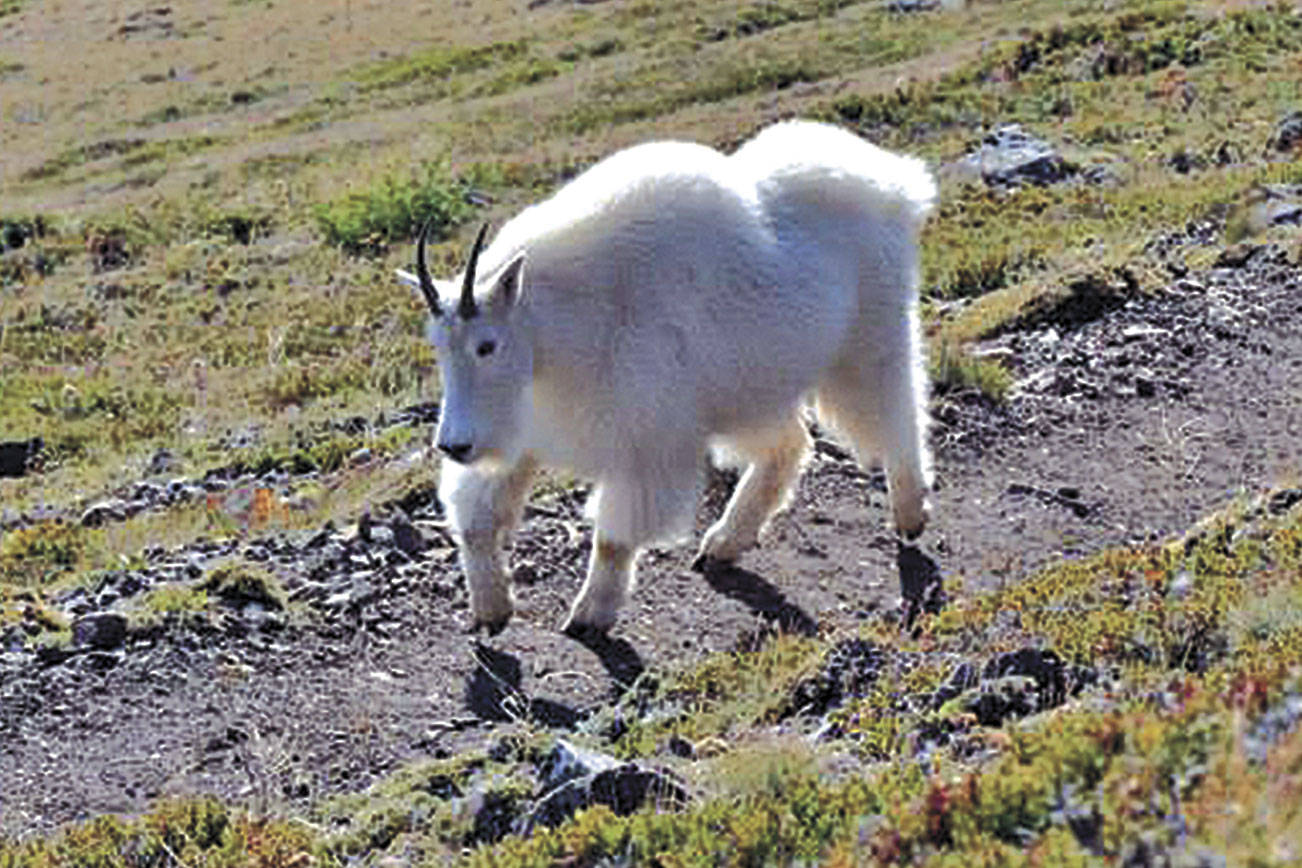 National Forests issue draft Record of Decision for mountain goat plan