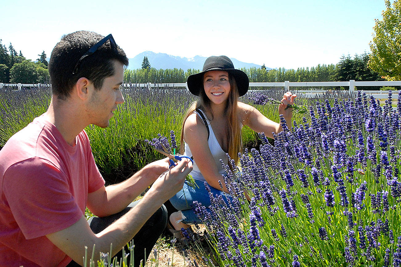 Take your time … Lavender Weekend is here