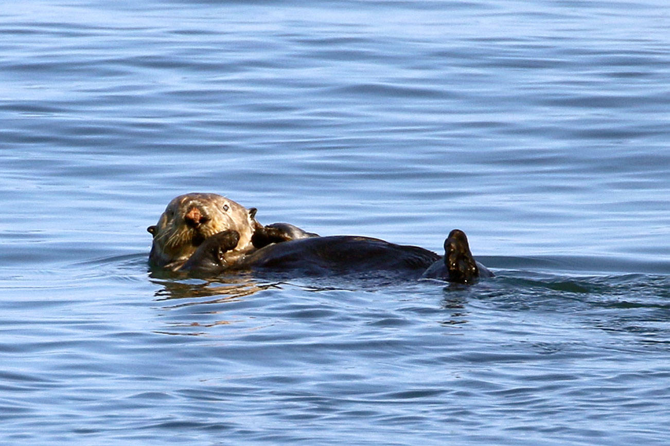 Sea otter sightings swell in Strait of Juan de Fuca