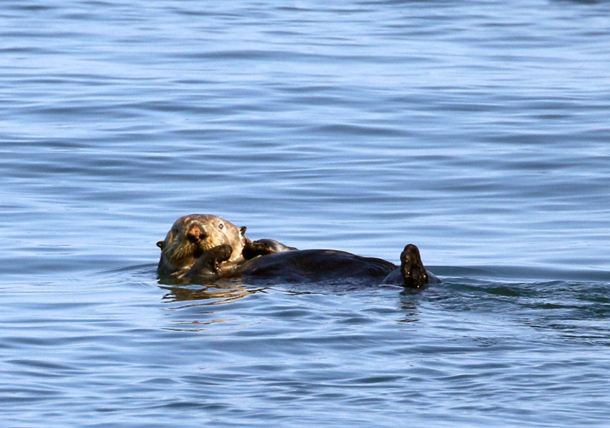 Sea otter sightings swell in Strait of Juan de Fuca | Peninsula Daily News