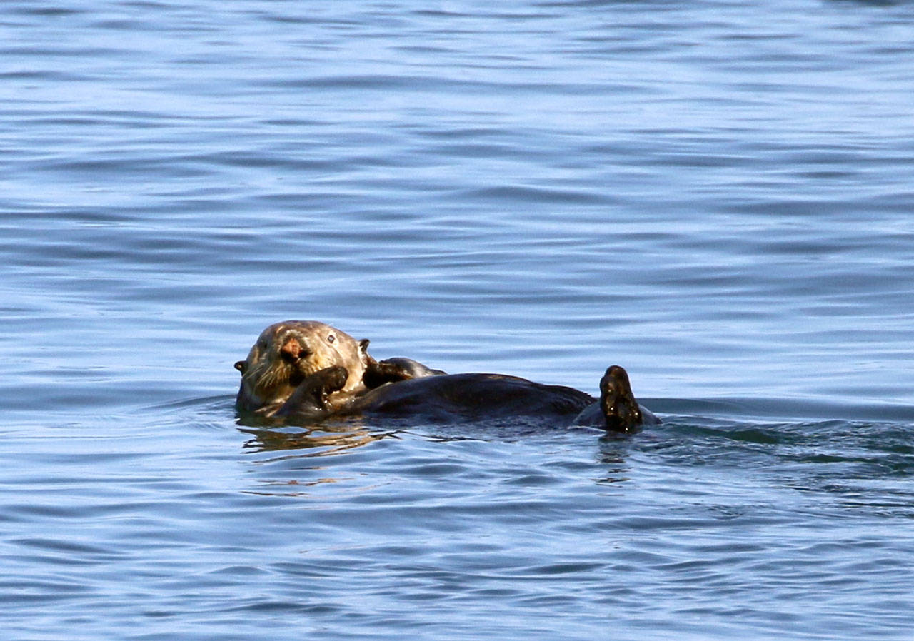 McKenna Hanson, naturalist for Island Adventures Whale Watching, photographed what is believed to be a female sea otter near the mouth of the Elwha River.