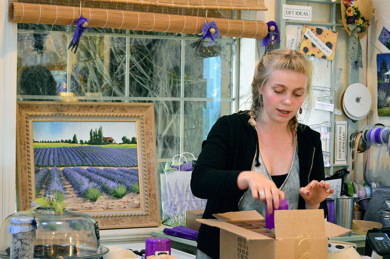 Lavender products fill farm shops like the one at Jardin du Soleil, where staffer Irie Brown prepares for the farm’s mini-festival today through Sunday. (Diane Urbani de la Paz/for Peninsula Daily News)