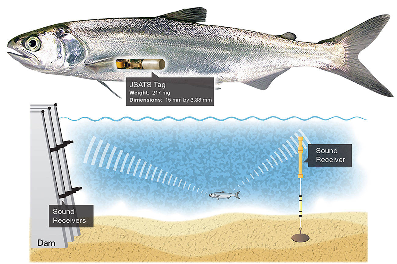 Sequim scientists to study fish reactions to turbines as new partnership with University of Alaska Fairbanks