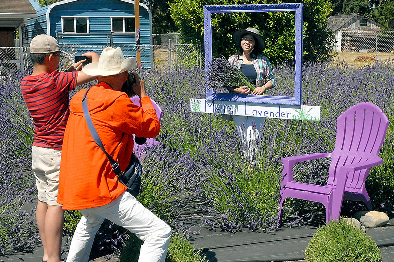 PHOTO GALLERY: Visitors check out Sequim’s lavender, embracing the purple