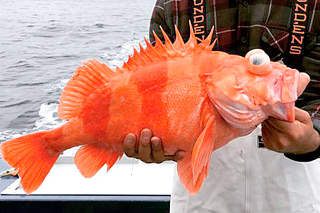 OUTDOORS: Marine Area 9 re-opens to hatchery chinook Thursday through Sunday; redbanded rockfish record