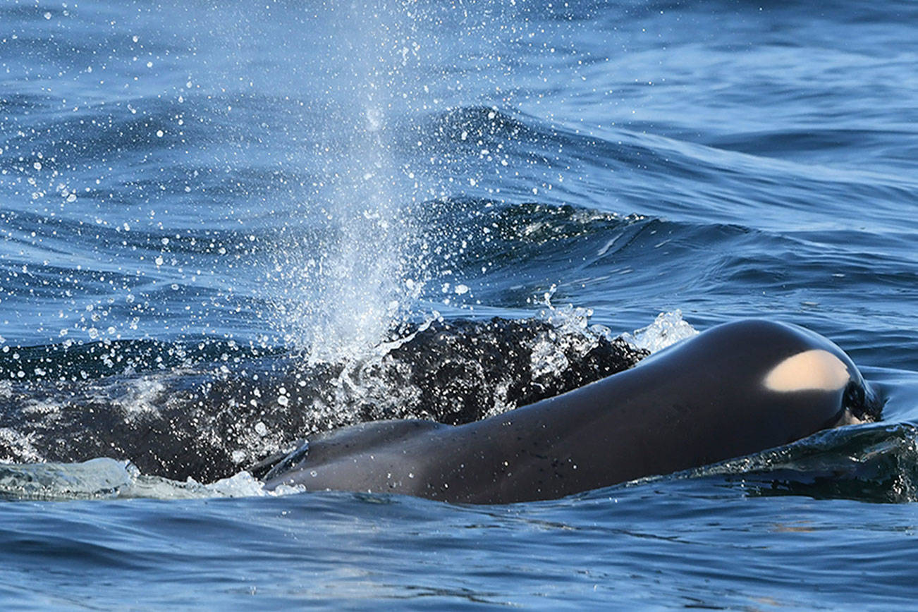 Southern resident orca dies soon after birth