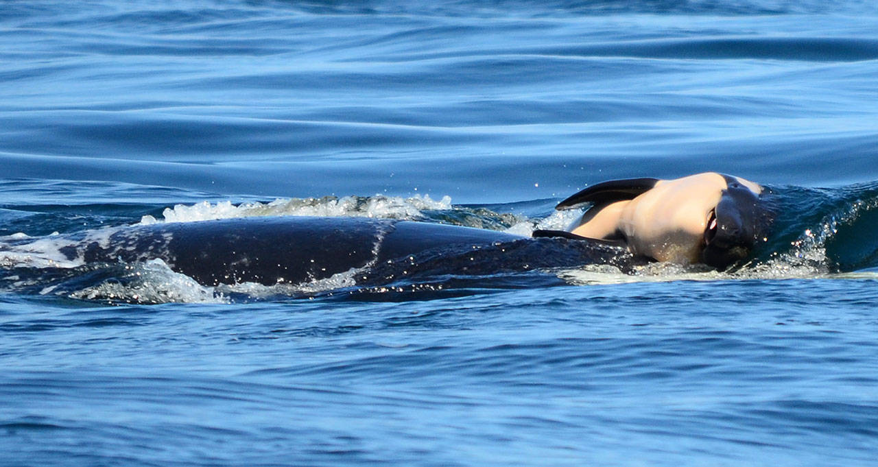 On Tuesday, A baby orca whale is being pushed by her mother after being born off the Canada coast near Victoria. (Michael Weiss/Center for Whale Research via AP)