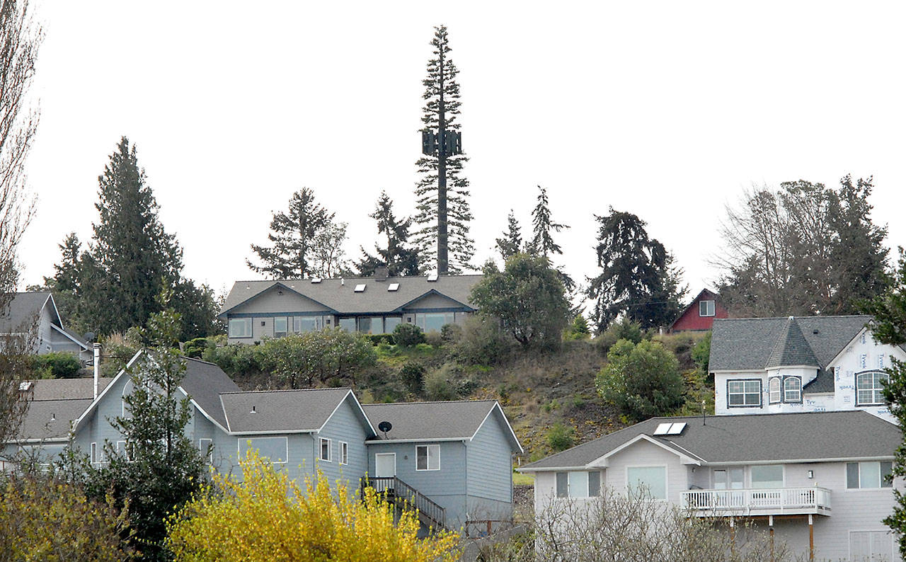 A 150-foot tall cell tower disguised as a Douglas fir tree looms over the Dungeness Heights neighborhood north of Sequim. (Keith Thorpe/Peninsula Daily News)