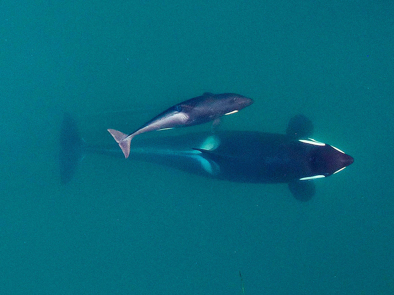 This September 2015 photo provided by NOAA Fisheries shows an aerial view of adult female Southern Resident killer whale J16 swiming with her calf, J50. (NOAA Fisheries/Vancouver Aquarium via AP)