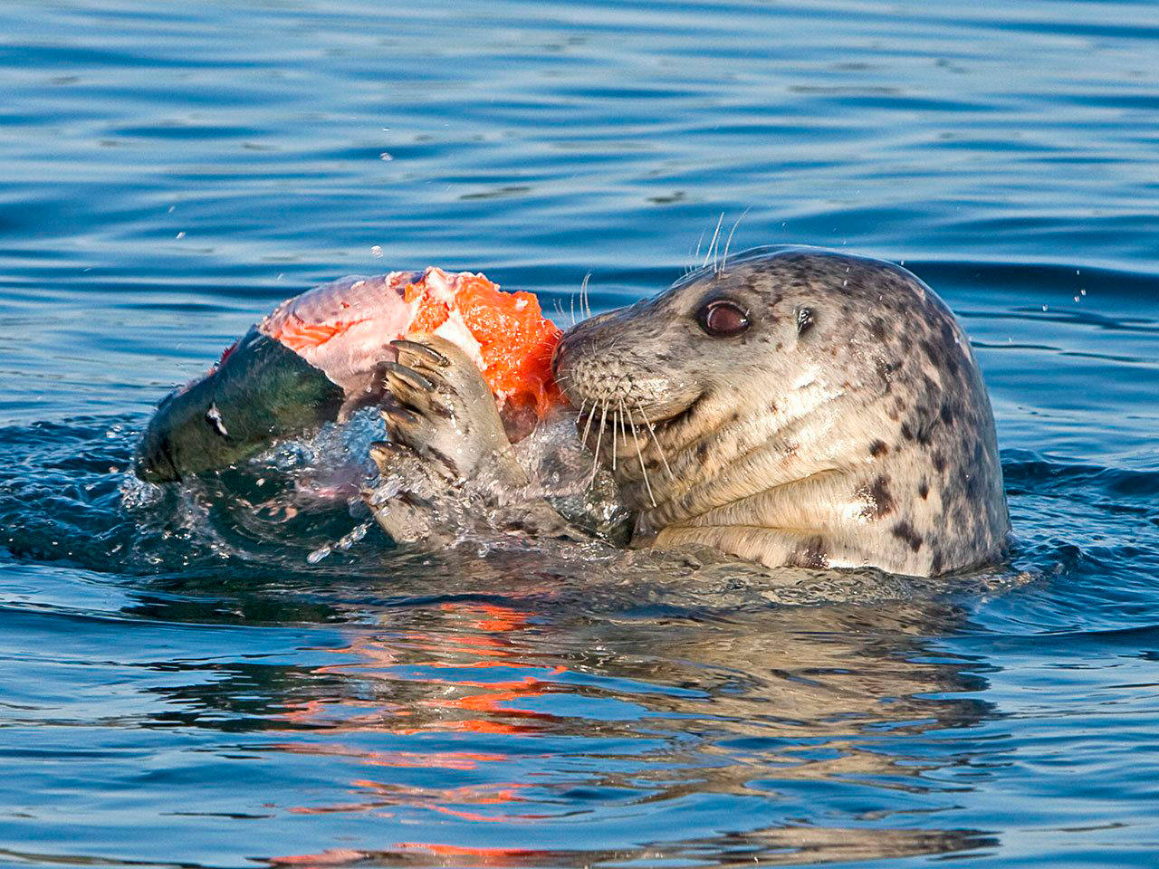 Outdoors Seals And Sea Lions Contributing To Orca S Woes Peninsula Daily News