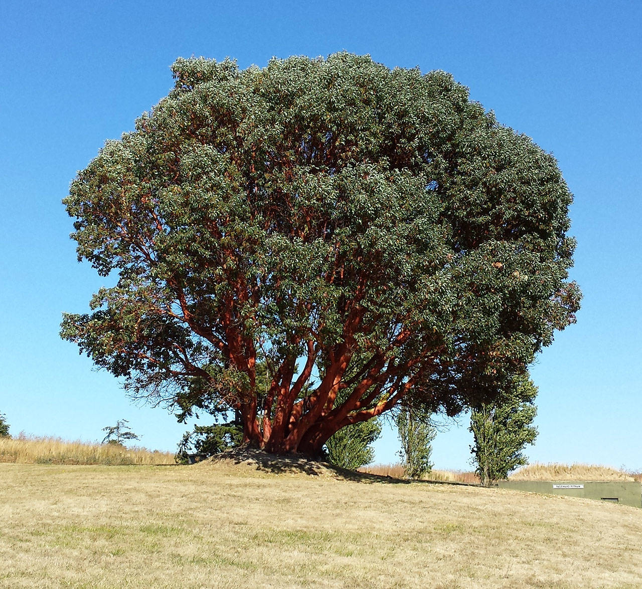 A Pacific Madrona tree (Arbutus menziesii) at Fort Worden State Park. (Linnea Patrick/for Peninsula Daily News)
