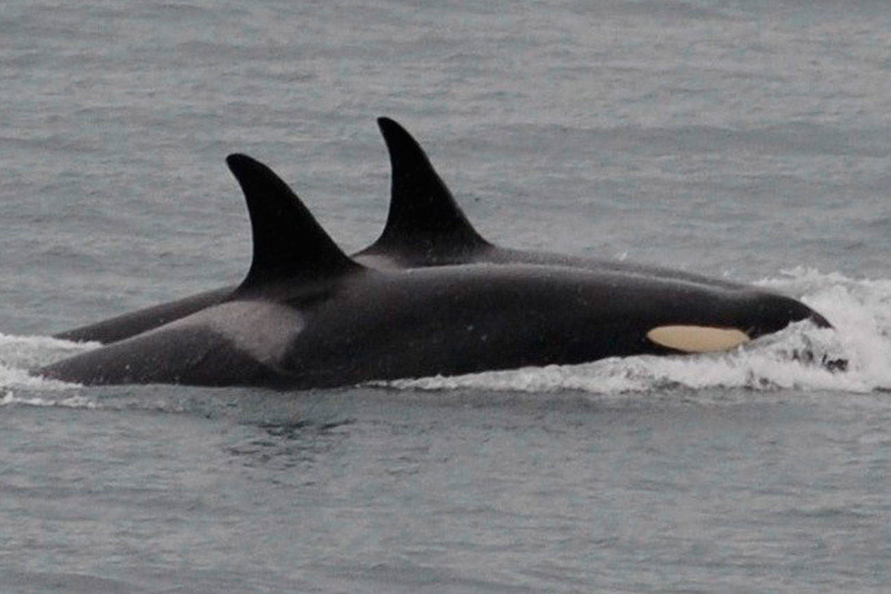 Orca back to feeding, frolicking after carrying dead calf