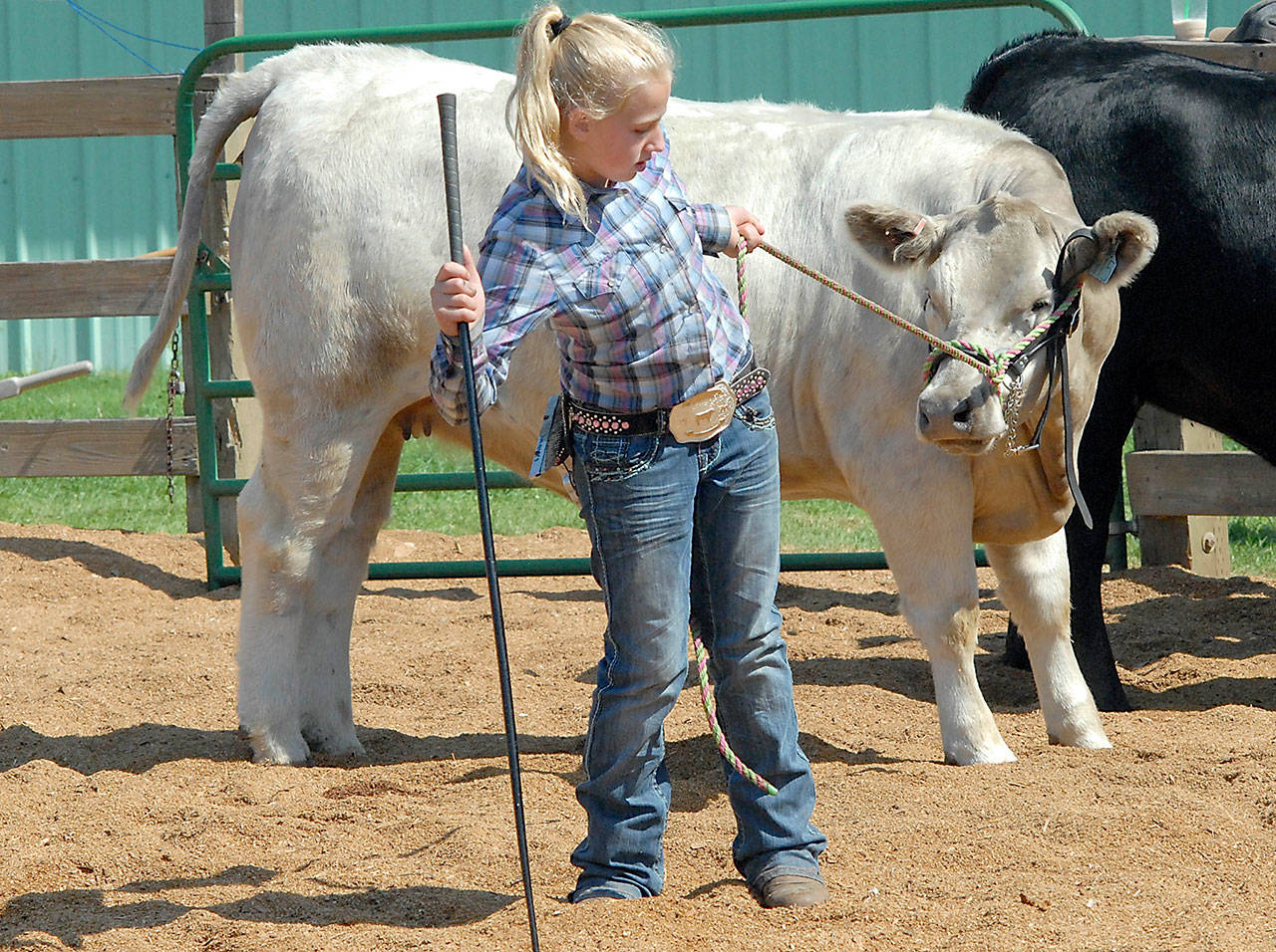 Libby Swanberg, 12, of Port Angeles, a member of the Pure Country 4H Club, stuggles to get Blizzard a club calf, to follow its lead in the cattle ring on Friday at the Clallam County Fair. (Keith Thorpe/Peninsula Daily News)