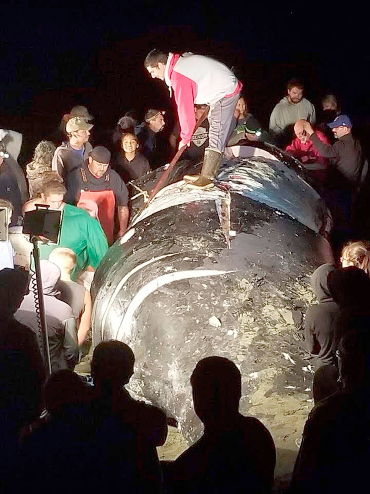 Makah Tribe members gather around the deceased humpback whale, which they towed from Sekiu to Neah Bay on Friday. It was butchered for tribal members.