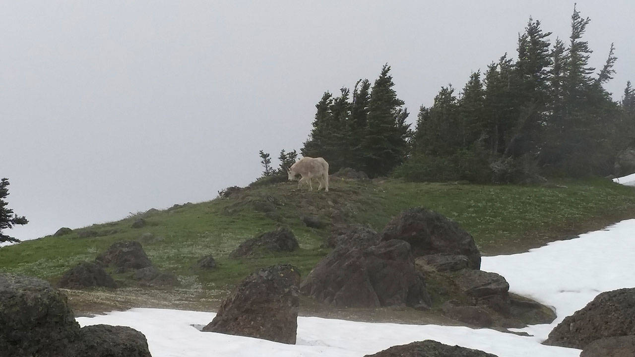 A mountain goat grazes on Klahhane Ridge in Olympic National Park in 2017. (Michael J. Foster/Peninsula Daily News)