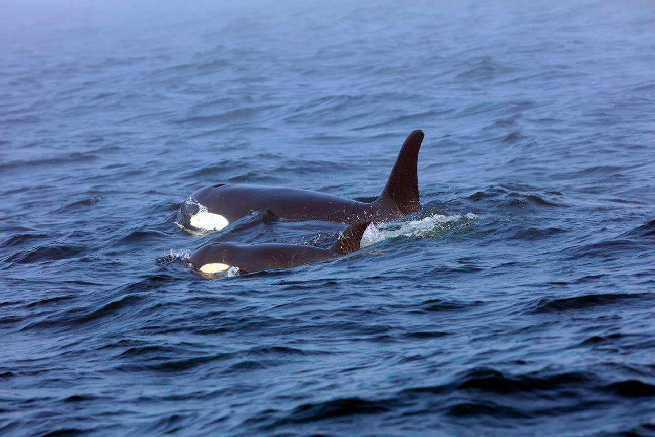 In this Aug. 7 file photo, southern resident killer whale J50 and her mother, J16, swim off the west coast of Vancouver Island near Port Renfrew, B.C. (Brian Gisborne/Fisheries and Oceans Canada via AP)