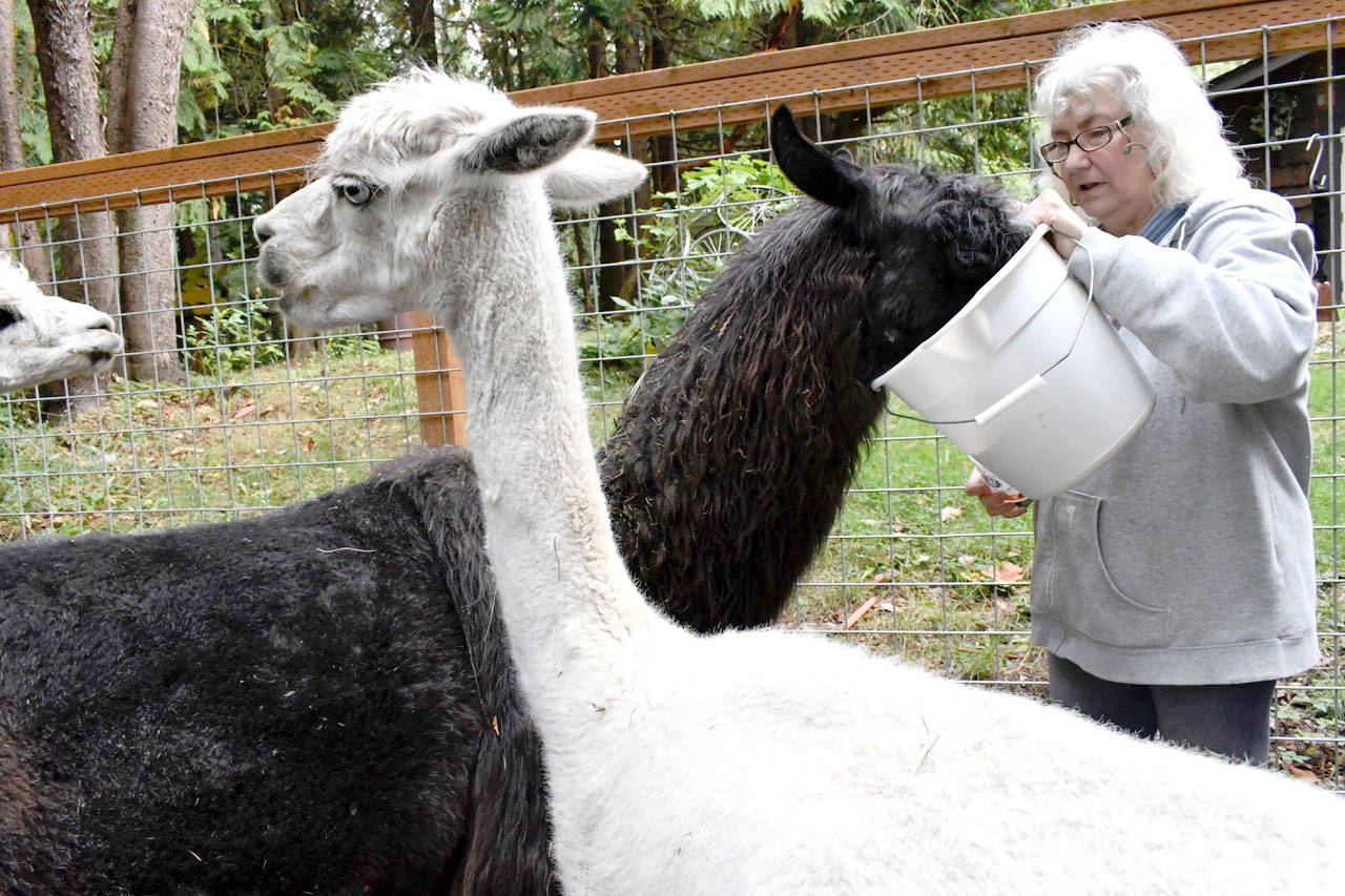Karen Rose of Rosebud Ranch in Port Townsend feeds her llama, Christie, as some of her menagerie of alpacas wait their turn. Rose will open her ranch this weekend as one of the stops on the 2018 Jefferson County Farm Tour. (Jeannie McMacken/Peninsula Daily News)