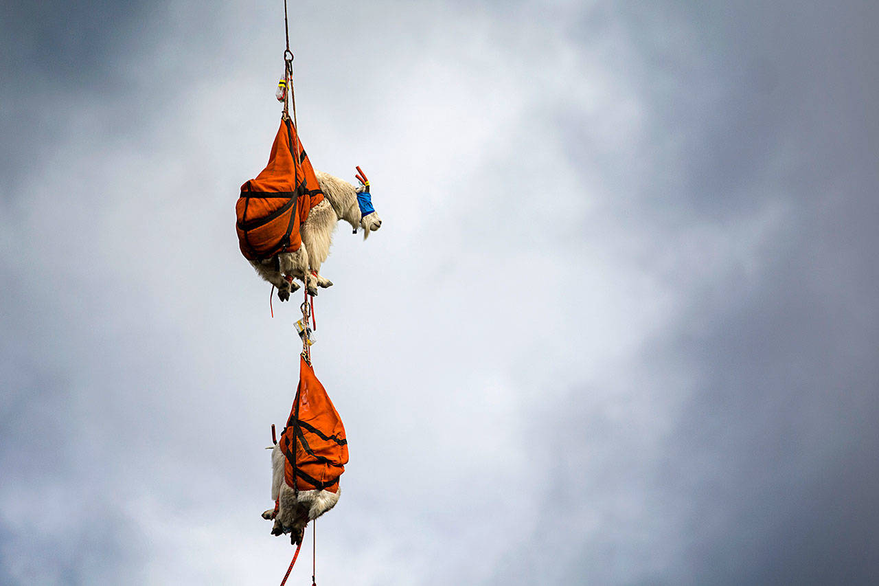 Two blind-folded mountain goats dangle from a helicopter in Olympic National Park as they await an examination Thursday. Olympic National Park and several other agencies are working to move about 700 mountain goats to the North Cascades. (Jesse Major/Peninsula Daily News)