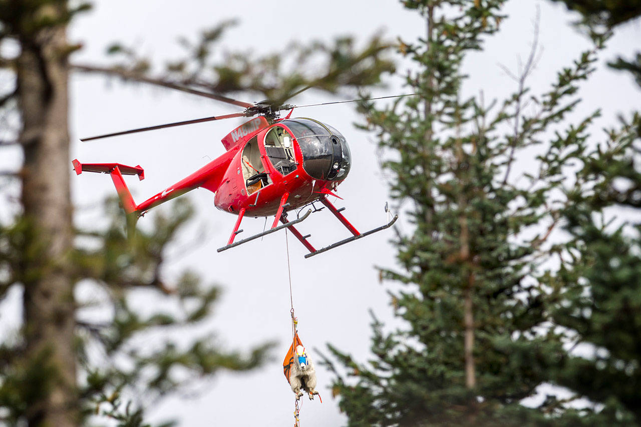 A mountain goat dangles from a helicopter in Olympic National Park during relocation efforts Thursday. (Jesse Major/Peninsula Daily News)